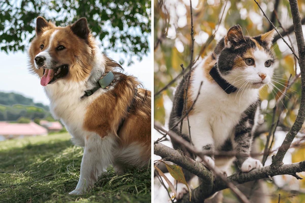 Hund und Katze mit einem GPS-Tracker am Hals auf einem zweigeteiltem Bild.