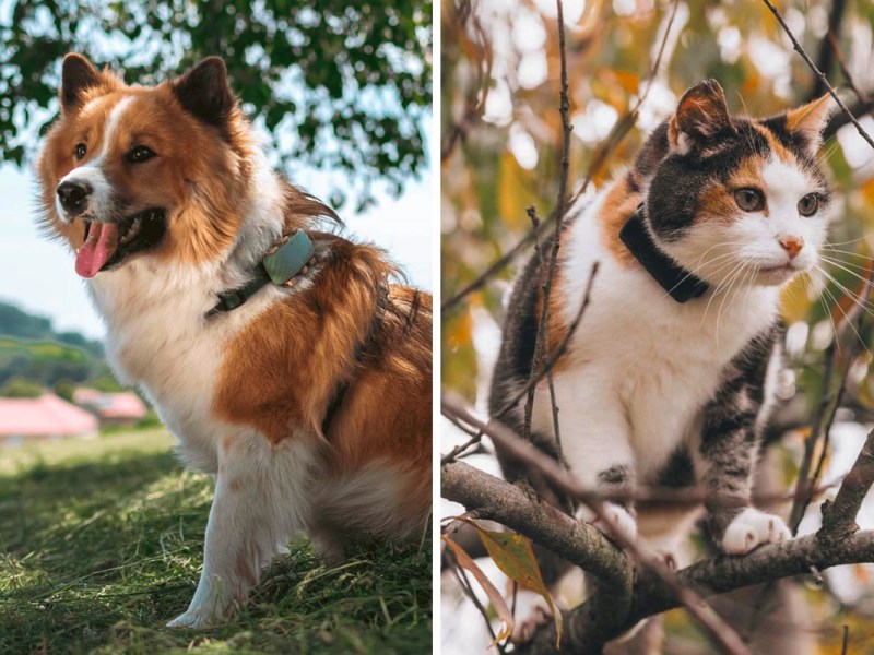 Hund und Katze mit einem GPS-Tracker am Hals auf einem zweigeteiltem Bild.