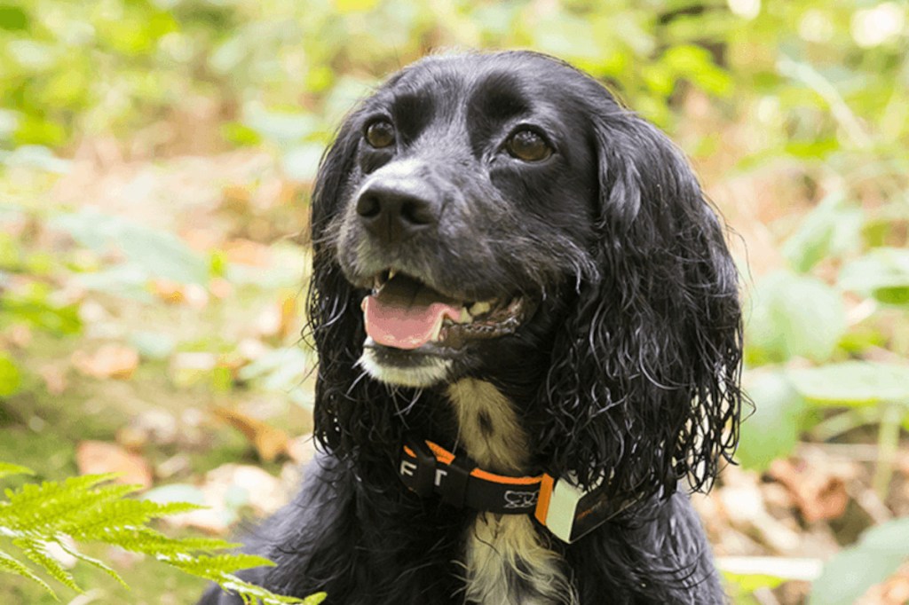 Schwarzer kleiner Hund schaut freundlich zur SEite mit orange schwarzem Halsband und GPS-Tracker vor Wiese