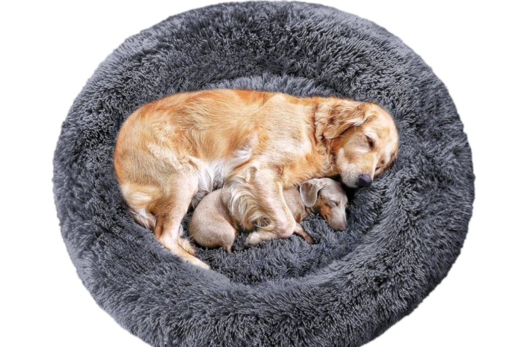 Von oben großes graues flauschiges Hundekissen auf dem ein Golden Retriever und ein Dackel schlafen, auf weißem Hintergrund