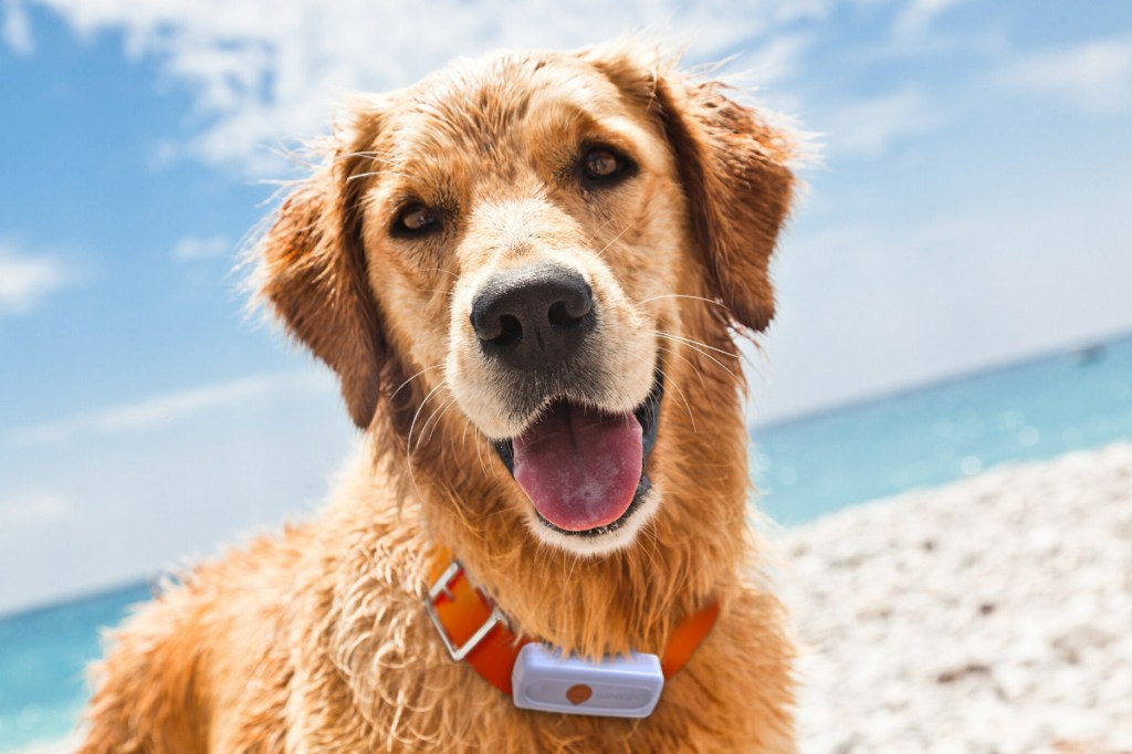 Golden Retriver nass von vorne freundlich hechelnd mit orangenem Halsband und weißem GPS-Tracker vor Strand und Meer mit blauem Himmel