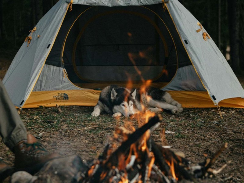 Camping mit Hund: Die besten Tipps für entspannte Reisen